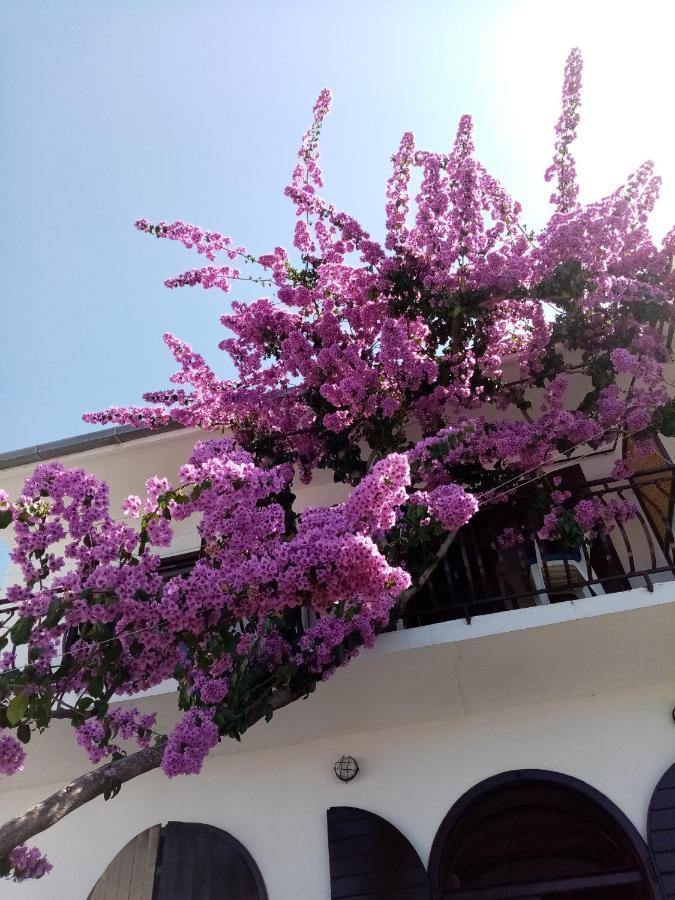 Apartment Hortenzija Baška Voda Exteriér fotografie